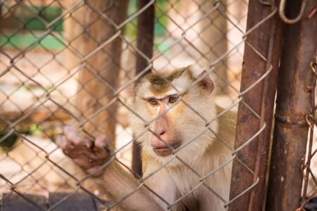 A caged Macaque in Thailandの写真素材