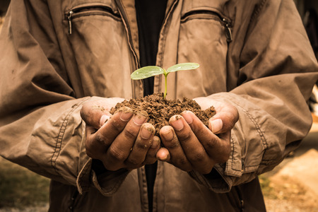 Senior man holding young spring plant in hands. Ecology conceptの写真素材