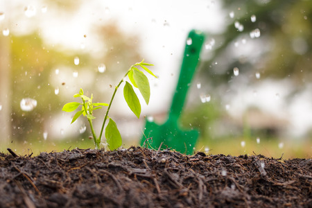 Growth, Plant, Rain.の写真素材