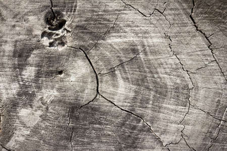 Texture of tree stump,の写真素材