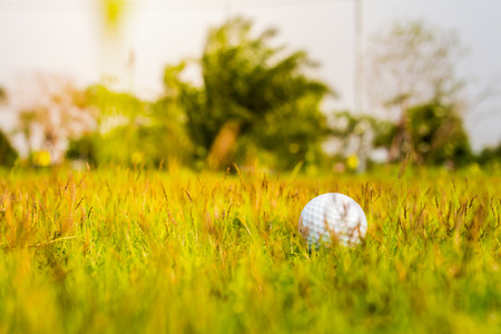 Golf ball on the greenの写真素材