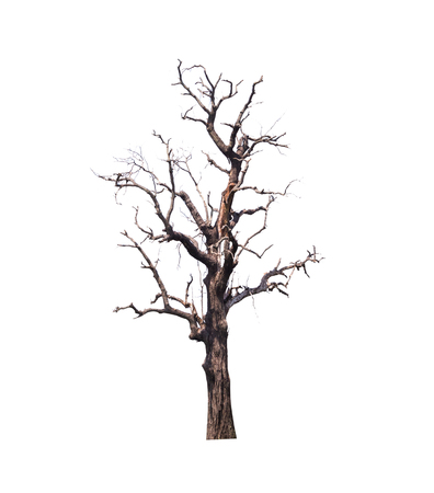 Dry tree isolate on white backgroundの写真素材