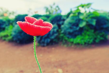 Red white poppy in the field with blurred background, sunset light.の写真素材