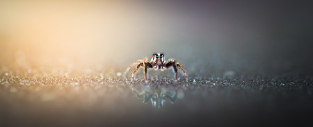 Spider insect