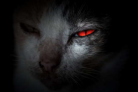 Cat red eyes look at you out of the darkness.の写真素材