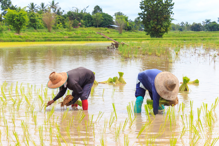 Farmers transplant rice seedlings in paddy fieldの写真素材