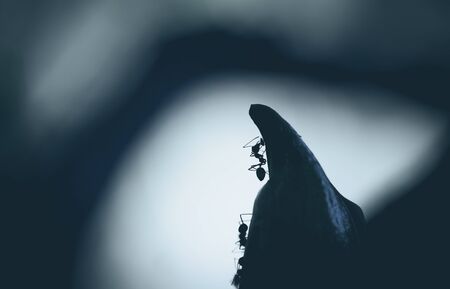 Silhouette ant macroの写真素材