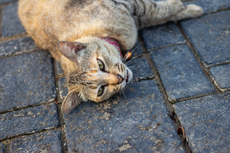 The cat is lying outside the house.の写真素材
