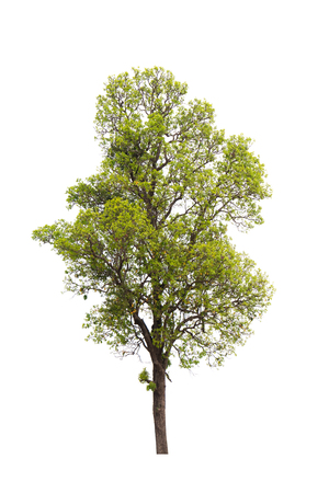 Isolated tree on white backgroundの写真素材