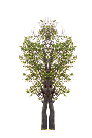 Isolated tree on white backgroundの写真素材