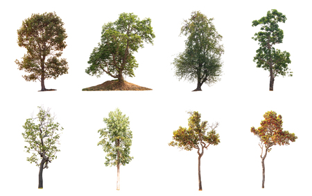 Isolated trees on white background , The collection of trees.の写真素材