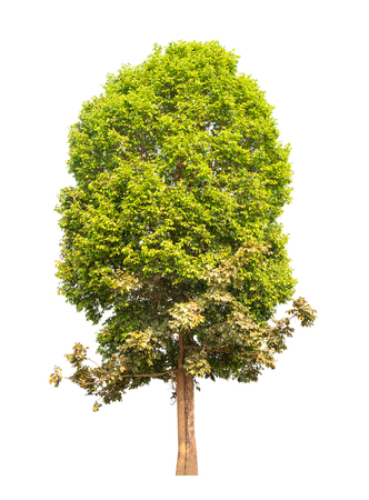 Isolated tree on white backgroundの写真素材