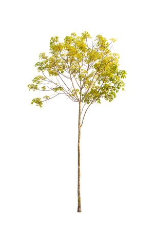Isolated rubber trees on white background.の写真素材