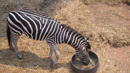 Zebra eating grass in zoo thailandの写真素材