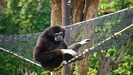 Spider Monkey Adult Lone Playing Play Hanging Swinging Tailの写真素材
