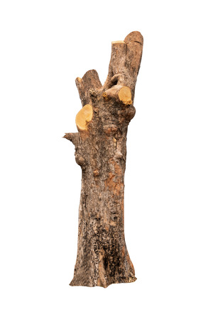 isolated tree bark with white background and with clipping pathの写真素材