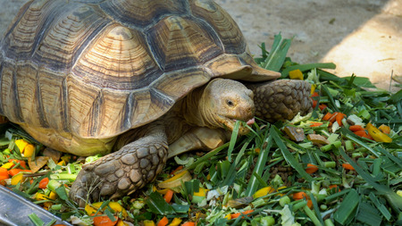 Turtles are eating foodの写真素材