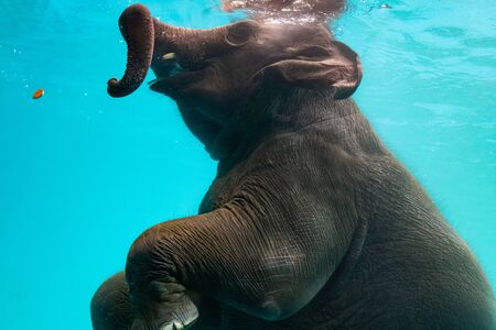 Elephant show swimming and blow the bubbles out of the trunk underwater in Thailand.の写真素材