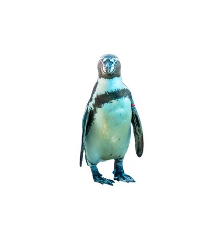 Humboldt Penguin isolated on white backgroundの写真素材