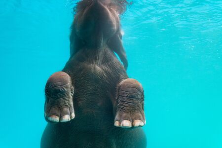 Elephant show swimming and blow the bubbles out of the trunk underwater in Thailand.