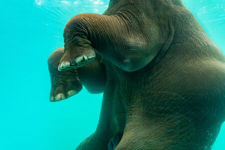 Elephant show swimming and blow the bubbles out of the trunk underwater in Thailand.の写真素材