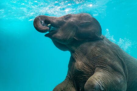 Elephant show swimming and blow the bubbles out of the trunk underwaterの写真素材