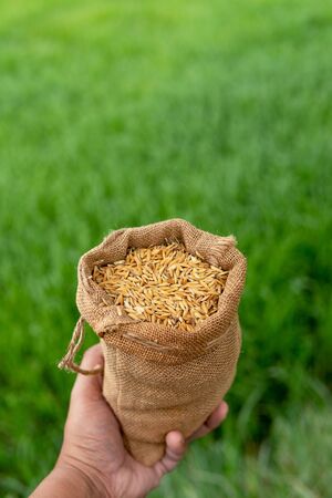 Hand bags of paddy sacks green rice backgroundの写真素材
