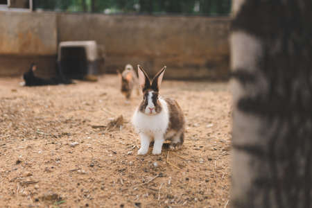 The rabbit is on the ground Staring at the cameraの写真素材