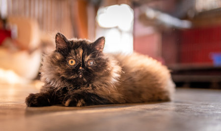 à¸ºBlack fluffy cat is the concept of pets.の写真素材