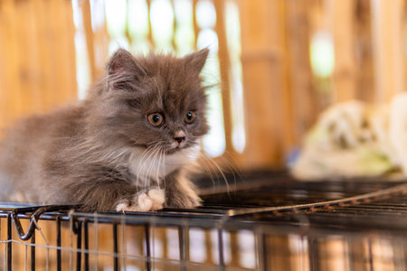 Gray fluffy cat is the concept of pets.の写真素材