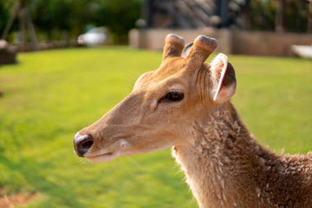 A deer with a close up of the face