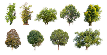 Collection of trees isolated on white background, A beautiful trees from Thailand.