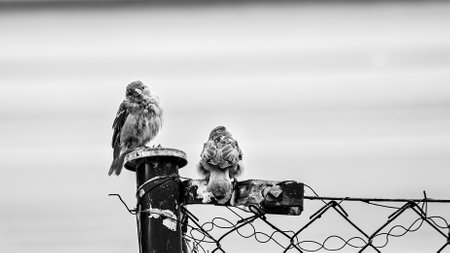 Nice curious sparrow looking in black and whiteの写真素材