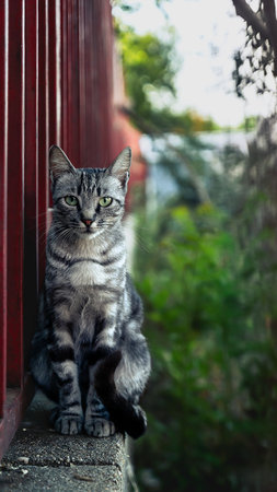 Eye contact from a stray cat with green eyesの写真素材