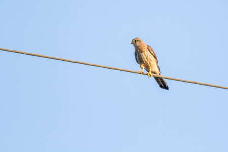 Ruhender Turmfalkeの写真素材