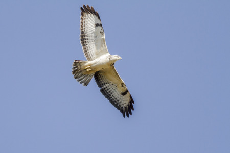 A white Common Buzzard in the flight