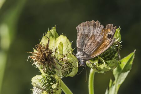 A small heath butterfly is sitting on a flower