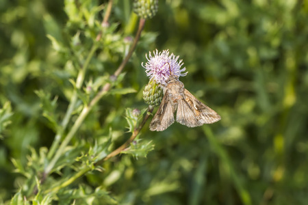 Silver Y moth on a flowerの写真素材