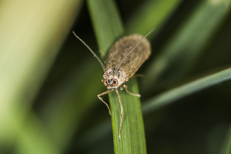 A rush veneer on a grass-stockの写真素材