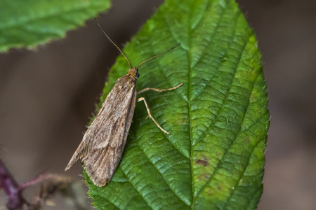 A moth on a leaf