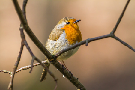 A robin redbreast is searching for fodder