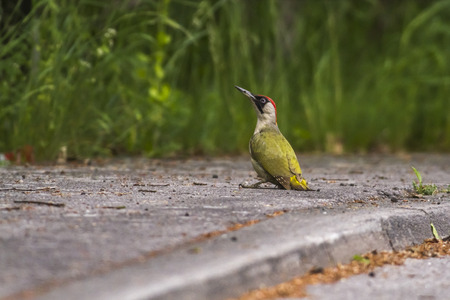 A green woodpecker is sitting on the roadsideの写真素材