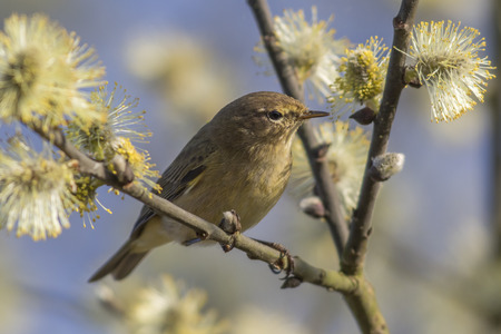 A common chiffchaff is sitting on a branchの写真素材
