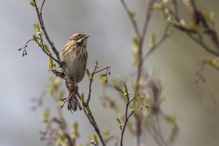 A reed bunting is sitting on a branchの写真素材
