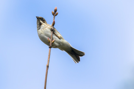 A reed bunting is sitting on a branchの写真素材