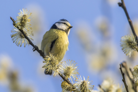 A bluetit is sitting on a branchの写真素材