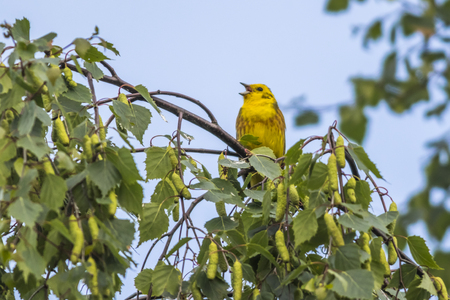 A yellowhammer is sitting on a branchの写真素材