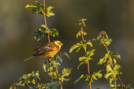 A yellowhammer is sitting on a branchの写真素材