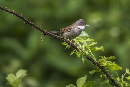 A common whitethroat is sitting on a branchの写真素材