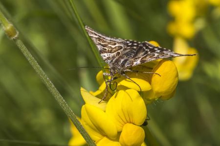A mother shipton moth is sitting on bloomfellの写真素材